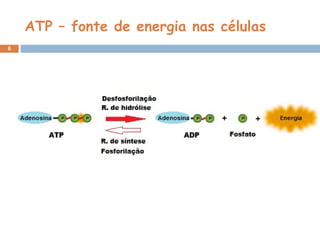 6
ATP – fonte de energia nas células
 