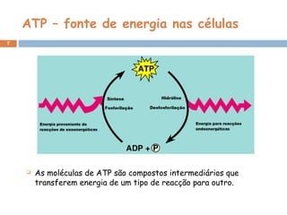 7
 As moléculas de ATP são compostos intermediários que
transferem energia de um tipo de reacção para outro.
ATP – fonte de energia nas células
 