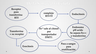 Fe 8- Generalidades de la Sangre Histologia.pptx