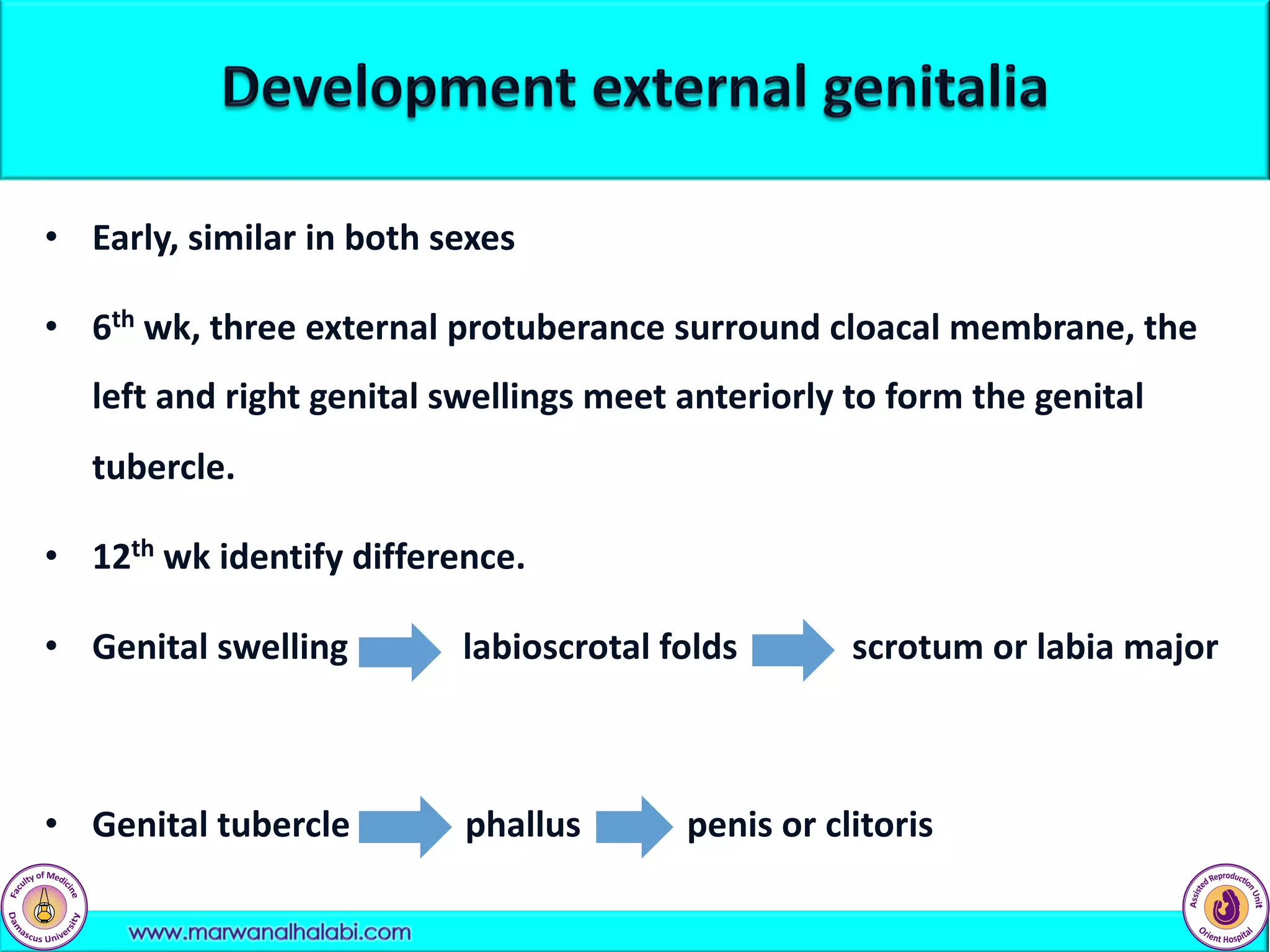 • Early, similar in both sexes
• 6th wk, three external protuberance surround cloacal membrane, the
left and right genital swellings meet anteriorly to form the genital
tubercle.
• 12th wk identify difference.
• Genital swelling labioscrotal folds scrotum or labia major
• Genital tubercle phallus penis or clitoris
 