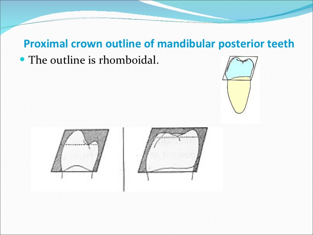 Geometries Of Crown Outlines