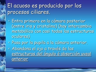 El acuoso es producido por los
procesos ciliares.
• Entra primero en la cámara posterior
  (entre iris y cristalino) (hay intercambio
  metabólico con casi todas las estructuras
  oculares)
• Pasa por la pupila a la cámara anterior.
• Abandona el ojo a través de las
  estructuras del ángulo ó absorción uveal
  anterior
 