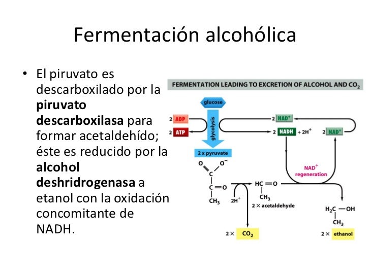 La codificación del alcoholismo del precio el foro