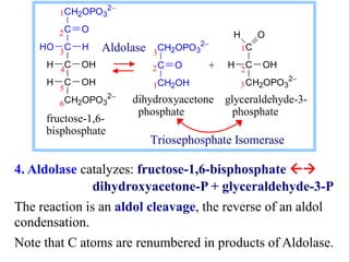 4. Aldolase catalyzes: fructose-1,6-bisphosphate 
dihydroxyacetone-P + glyceraldehyde-3-P
The reaction is an aldol cleav...