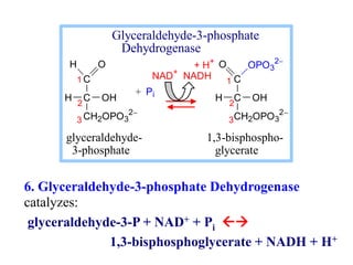 C
C
CH2OPO3
2
H O
H OH
C
C
CH2OPO3
2
O OPO3
2
H OH
+ Pi
+ H+
NAD+
NADH 1
2
3
2
3
1
glyceraldehyde- 1,3-bisphospho-
3-ph...