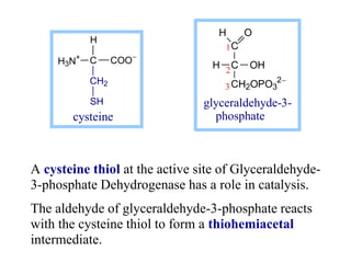 A cysteine thiol at the active site of Glyceraldehyde-
3-phosphate Dehydrogenase has a role in catalysis.
The aldehyde of ...