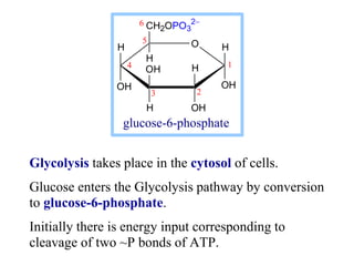 Glycolysis takes place in the cytosol of cells.
Glucose enters the Glycolysis pathway by conversion
to glucose-6-phosphate...