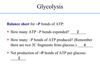 Glycolysis
Balance sheet for ~P bonds of ATP:
 How many ATP ~P bonds expended? ________
 How many ~P bonds of ATP produc...