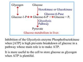 Inhibition of the Glycolysis enzyme Phosphofructokinase
when [ATP] is high prevents breakdown of glucose in a
pathway whos...