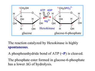 The reaction catalyzed by Hexokinase is highly
spontaneous.
A phosphoanhydride bond of ATP (~P) is cleaved.
The phosphate ...