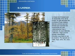 6.- LA TAIGA La taiga es el bosque que se desarrolla al Sur de la tundra. En ella abundan las coníferas (Picea, abetos, alerces y pinos) que son árboles que soportan las condiciones de vida -relativamente frías y extremas- de esas latitudes y altitudes, mejor que los árboles caducifolios. (Árboles cuya hoja se cae en invierno. Por ejemplo el roble, haya, olmo, tilo, arce, etc. ) 