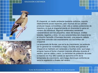 El chaparral, un medio ambiente bastante uniforme, soporta relativamente pocas especies, pero muchas de sus plantas producen bayas comestibles y dan vida a vastas poblaciones de insectos y lo que el chaparral pierde en diversidad lo gana en número de individuos. Algunos vertebrados residentes característicos son los pequeños, ratas del bosque, ardillas listadas, lagartos y otros. Un ave característica del chaparral es el chochín herrerillo ( Chamaea fasciata ), una especie callada cuya área coincide casi exactamente con los límites del chaparral.  La temporada de lluvias, que es la de crecimiento, se extiende por lo general de noviembre a mayo. Durante ese período el chaparral es habitado por cariacúes y muchas aves, que luego emigran hacia el Norte o buscan mayores altitudes durante el verano, que es cálido y seco. La densidad de población de aves e insectos es muy alta cuando se aproxima el fin de la temporada de crecimiento, pero luego disminuye conforme se seca la vegetación a finales del verano.  