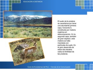 El suelo de la pradera se caracteriza por tener una abundante primera capa, horizonte 0, constituida por materia orgánica en descomposición. En la segunda capa, también de gran espesor, esta materia se halla mezclada con partículas de suelo. En el gran desarrollo de estos dos estratos radica la fertilidad de las praderas.  