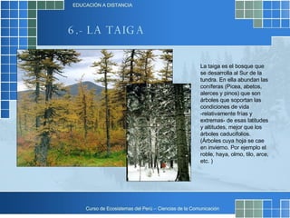 6.- LA TAIGA La taiga es el bosque que se desarrolla al Sur de la tundra. En ella abundan las coníferas (Picea, abetos, alerces y pinos) que son árboles que soportan las condiciones de vida -relativamente frías y extremas- de esas latitudes y altitudes, mejor que los árboles caducifolios. (Árboles cuya hoja se cae en invierno. Por ejemplo el roble, haya, olmo, tilo, arce, etc. ) 