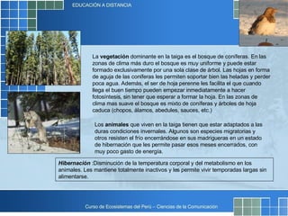 La  vegetación  dominante en la taiga es el bosque de coníferas. En las zonas de clima más duro el bosque es muy uniforme y puede estar formado exclusivamente por una sola clase de árbol. Las hojas en forma de aguja de las coníferas les permiten soportar bien las heladas y perder poca agua. Además, el ser de hoja perenne les facilita el que cuando llega el buen tiempo pueden empezar inmediatamente a hacer fotosíntesis, sin tener que esperar a formar la hoja. En las zonas de clima mas suave el bosque es mixto de coníferas y árboles de hoja caduca (chopos, álamos, abedules, sauces, etc.)  Los  animales  que viven en la taiga tienen que estar adaptados a las duras condiciones invernales. Algunos son especies migratorias y otros resisten el frío encerrándose en sus madrigueras en un estado de hibernación que les permite pasar esos meses encerrados, con muy poco gasto de energía.  Hibernación  :Disminución de la temperatura corporal y del metabolismo en los animales. Les mantiene totalmente inactivos y les permite vivir temporadas largas sin alimentarse.   