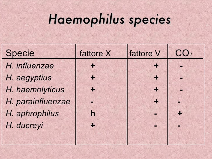 8. haemophilus