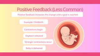 PositiveFeedback(LessCommon)
Positive feedback increases the change until a goal is reached.
Example: Childbirth
Contractions begin
Oxytocin released
Stronger contractions occur
Baby is delivered
 