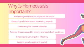WhyIsHomeostasis
Important?
Maintaining homeostasis is important because it:
Keeps body cells healthy and functioning properly
Allowas enzymes to work efficiently
Prevents illnesses caused by extreme changes in body conditions
Helps organs work together effectively
Supports growth, repair, and survival.
 
