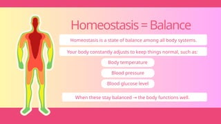 Homeostasis=Balance
Homeostasis is a state of balance among all body systems.
Your body constantly adjusts to keep things normal, such as:
Body temperature
Blood pressure
Blood glucose level
When these stay balanced the body functions well.
→
 