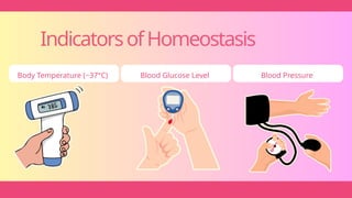 Body Temperature (~37°C) Blood Glucose Level Blood Pressure
IndicatorsofHomeostasis
 