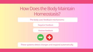 HowDoestheBodyMaintain
Homeostasis?
The body uses feedback mechanisms:
Negative Feedback
Positive Feedback
These systems detect changes and respond automatically.
 