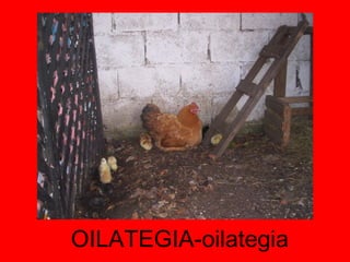 OILATEGIA-oilategia 