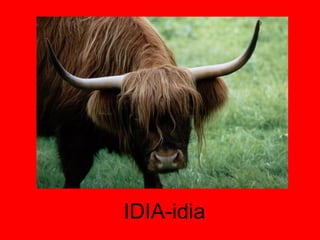 IDIA-idia 