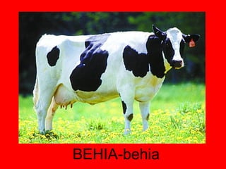 BEHIA-behia 
