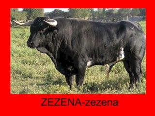 ZEZENA-zezena 