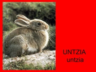 UNTZIA  untzia 