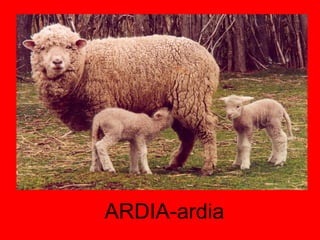 ARDIA-ardia 