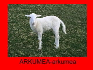 ARKUMEA-arkumea 