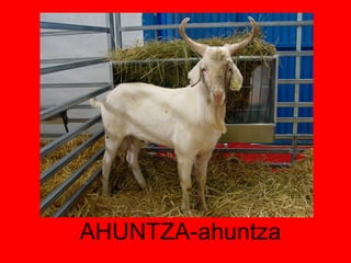 AHUNTZA-ahuntza 