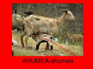 AHUMEA-ahumea 