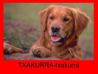 TXAKURRA-txakurra 