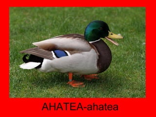 AHATEA-ahatea 