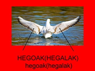 HEGOAK(HEGALAK)  hegoak(hegalak) 