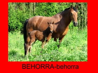 BEHORRA-behorra 