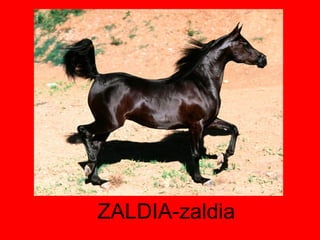 ZALDIA-zaldia 