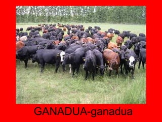 GANADUA-ganadua 