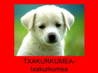 TXAKURKUMEA-txakurkumea 