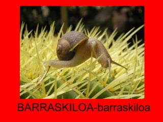 BARRASKILOA-barraskiloa 