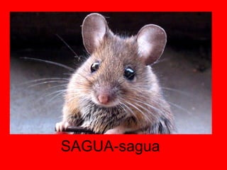 SAGUA-sagua 