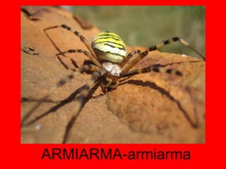 ARMIARMA-armiarma 