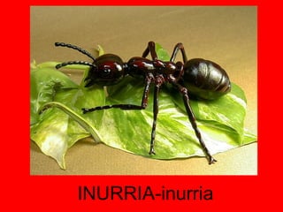 INURRIA-inurria 