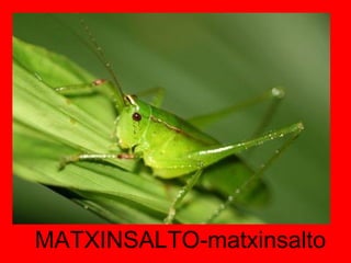MATXINSALTO-matxinsalto 