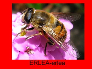 ERLEA-erlea 