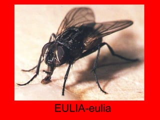 EULIA-eulia 