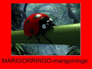 MARIGORRINGO-marigorringo 