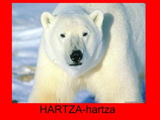 HARTZA-hartza 